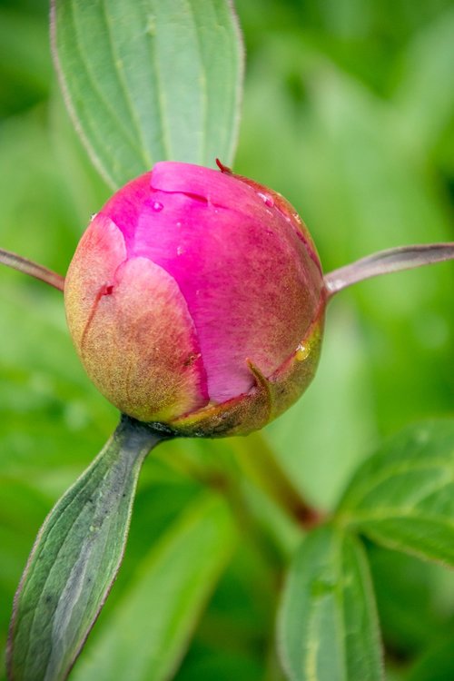 blossom  bloom  macro