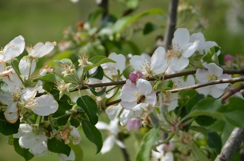 blossom  bloom  bee