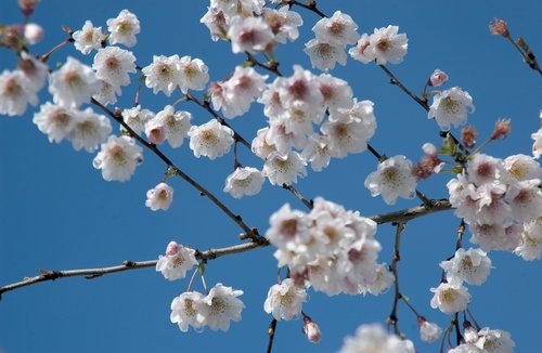 blossom  spring  flower