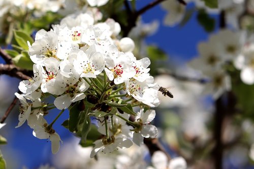 blossom  bee  spring
