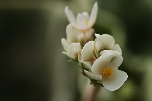 blossom  bloom  begonia