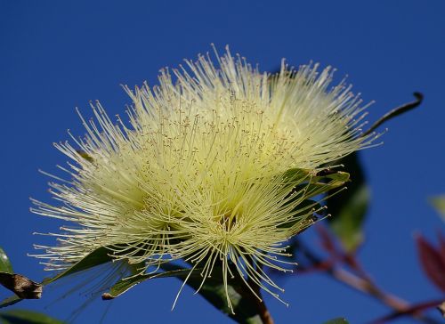 blossom flowers white