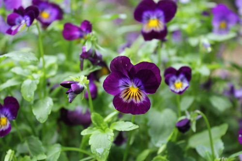 blossom violet plant