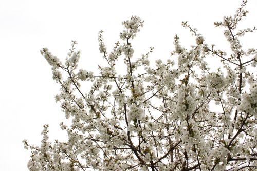 blossom cherry blossom