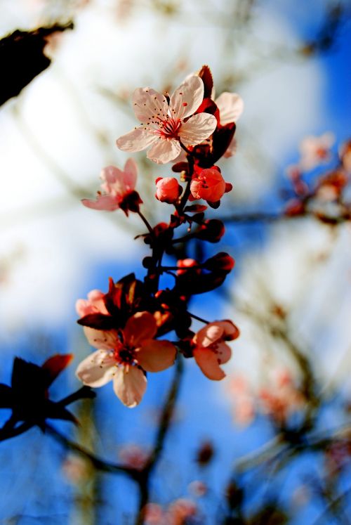 blossom tree nature