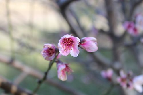 blossom flower floral