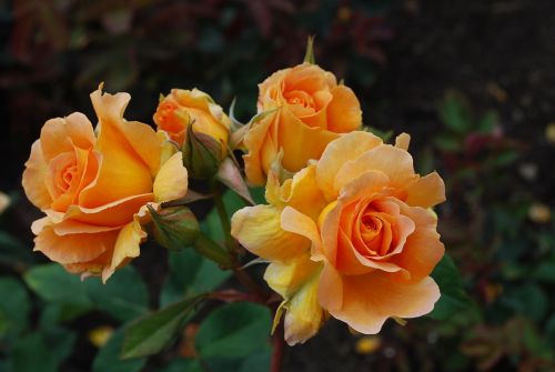blossom roses romantic