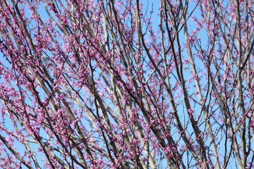 blossom tree branch