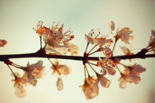 blossom spring seasons