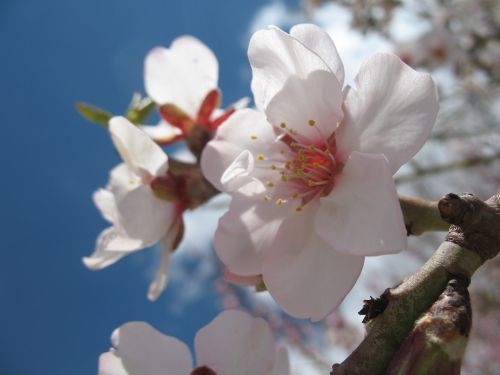 blossom spring nature