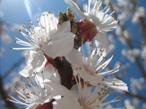 blossom spring sky