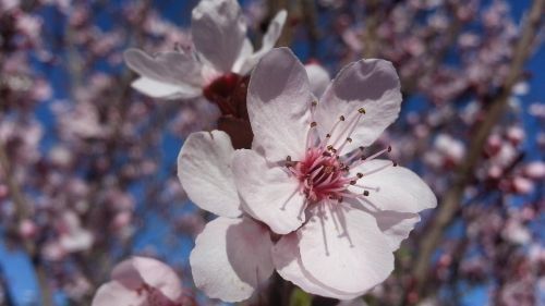 blossom plum tree spring