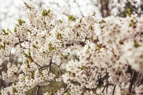 blossom tree flower