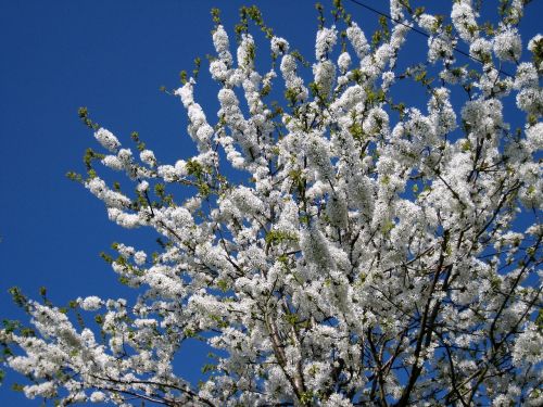 blossom may spring