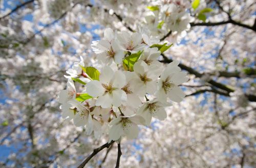 blossom white cherry