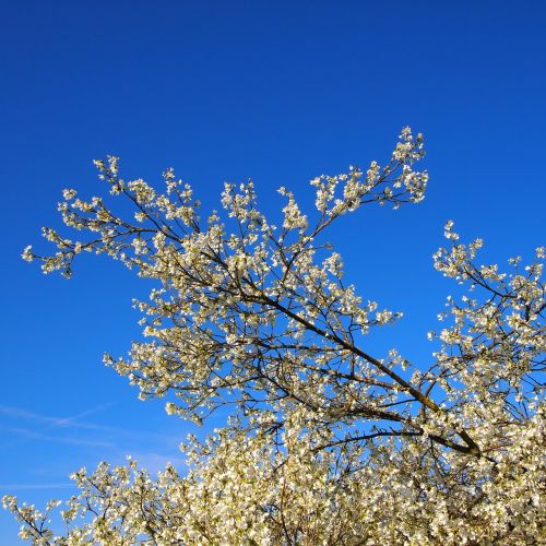 blossom blue sky branch