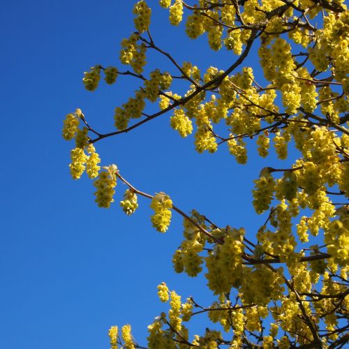 blossom yellow blue sky
