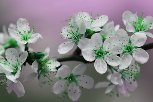 blossom petals green