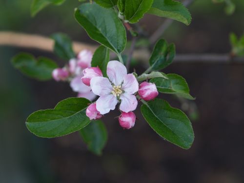 blossom apple orchard