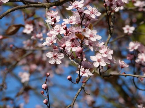 blossom garden nature