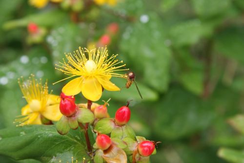 blossom bloom insect