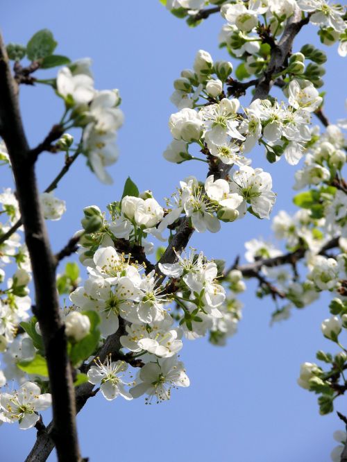 blossom white spring