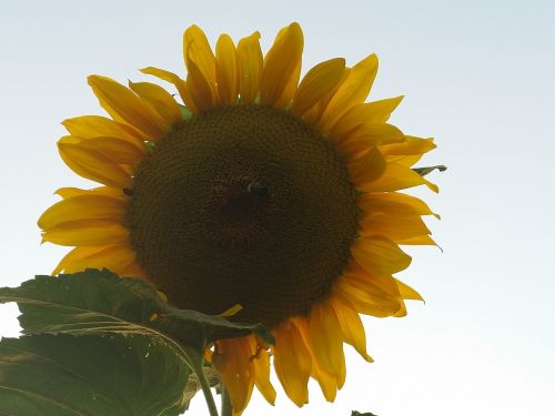 blossom bloom sunflower