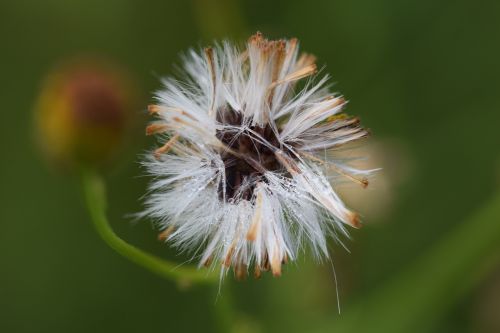 blossom bloom nature