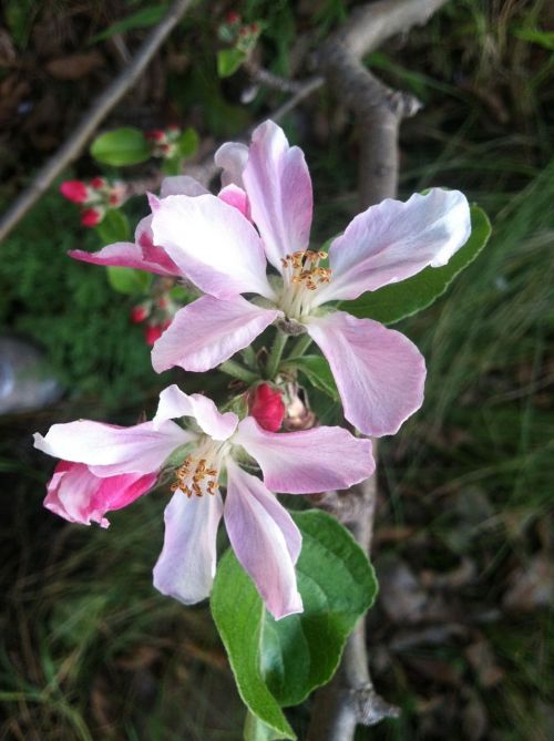 blossom apple pink