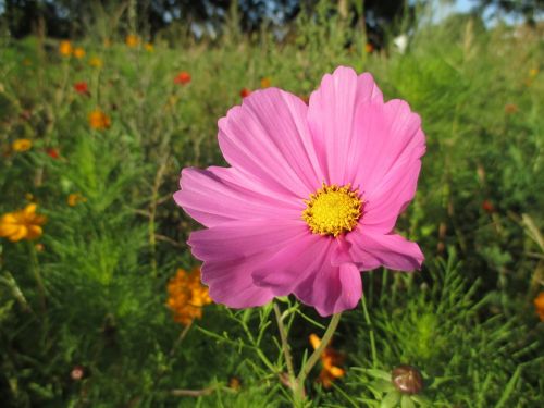 cosmos plant flower blossom