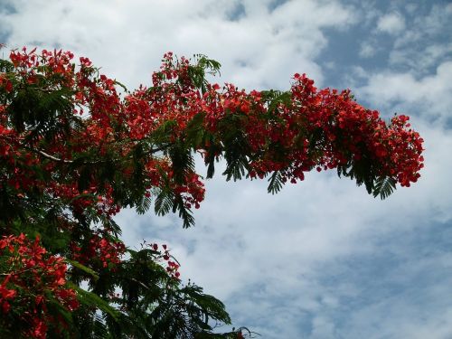 blossom bloom tree