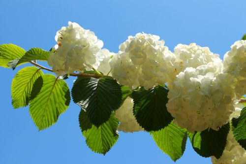 Blossom Against Blue Sky