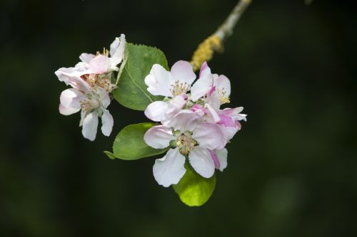 Blossom Flowers