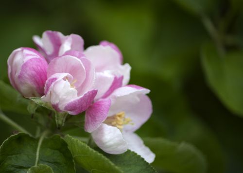 Blossom Flowers