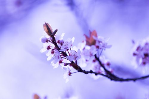 Blossom Flowers On A Branch