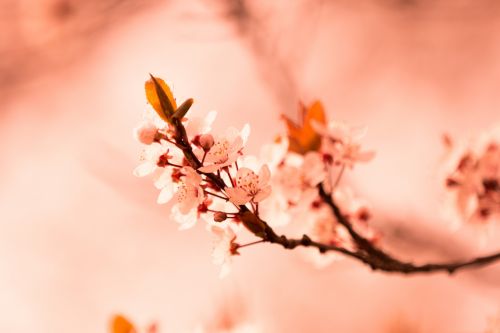 Blossom Flowers On A Branch