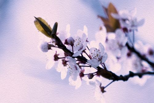 Blossom Flowers On A Branch