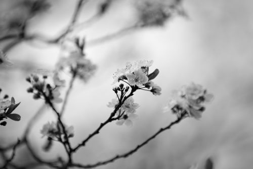 Blossom Flowers On A Branch