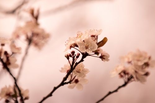 Blossom Flowers On A Branch