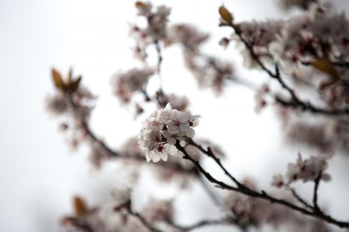 Blossom Flowers On A Branch