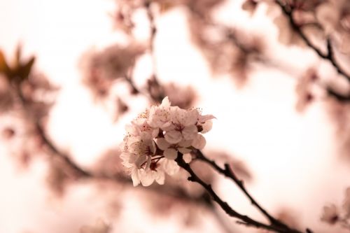 Blossom Flowers On A Branch