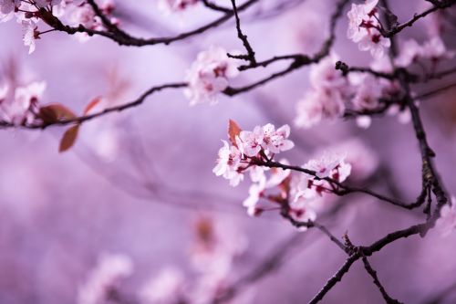 Blossom Flowers On A Branch