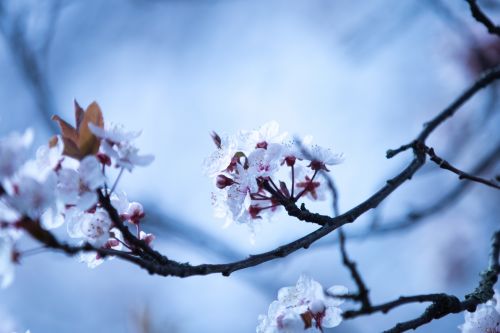 Blossom Flowers On A Branch