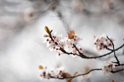 Blossom Flowers On A Branch