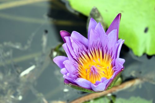 Blossom Lotus Flower Pink