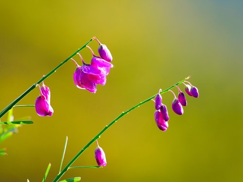 blossom sprays  flowers  nature