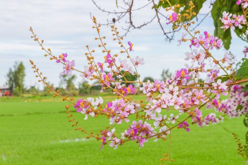 blossom tabaek sky image view