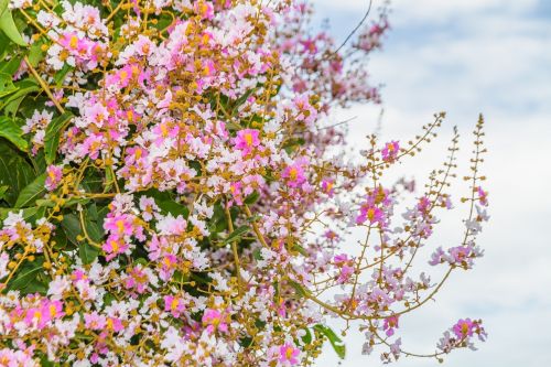 blossom tabaek sky image view