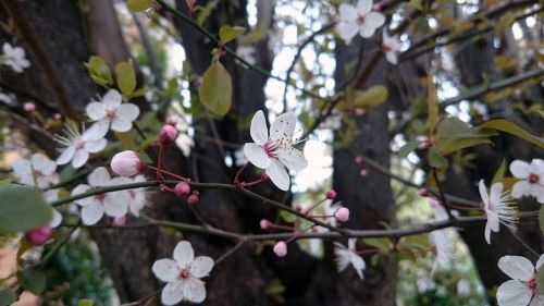 blossom tree cherry flowers spring