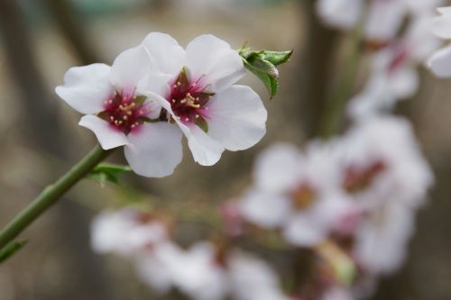 blossoming almond spring almond